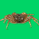 Image: ZooKeys / Gizmodo
